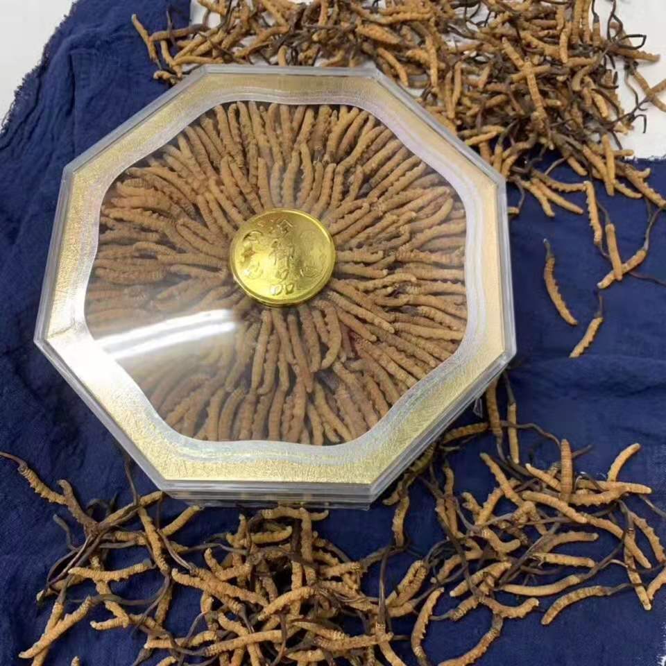 墨西哥龙尾参