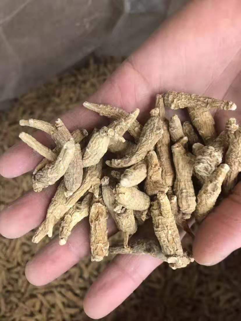 加拿大西洋参