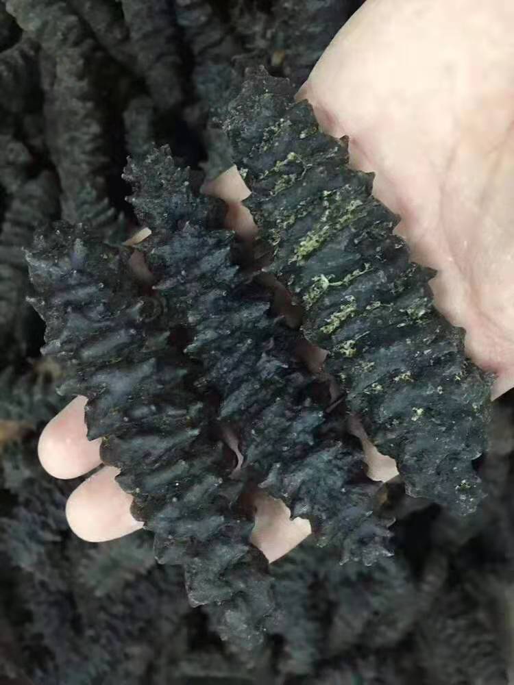 墨西哥龙纹参