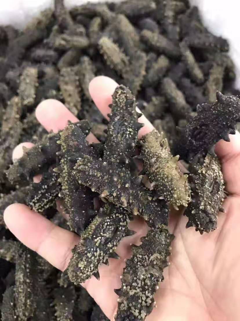 加拿大西洋参
