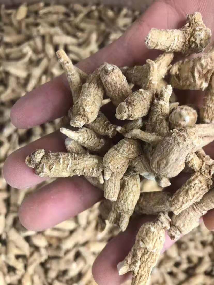 墨西哥龙纹参