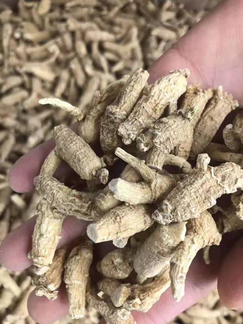 加拿大西洋参