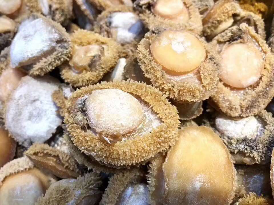 南非鲍鱼