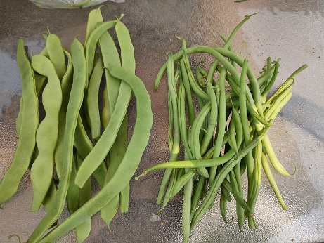 芸豆+架豆.jpg