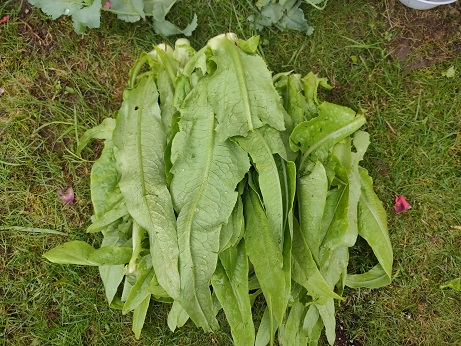 油麦菜-1.jpg
